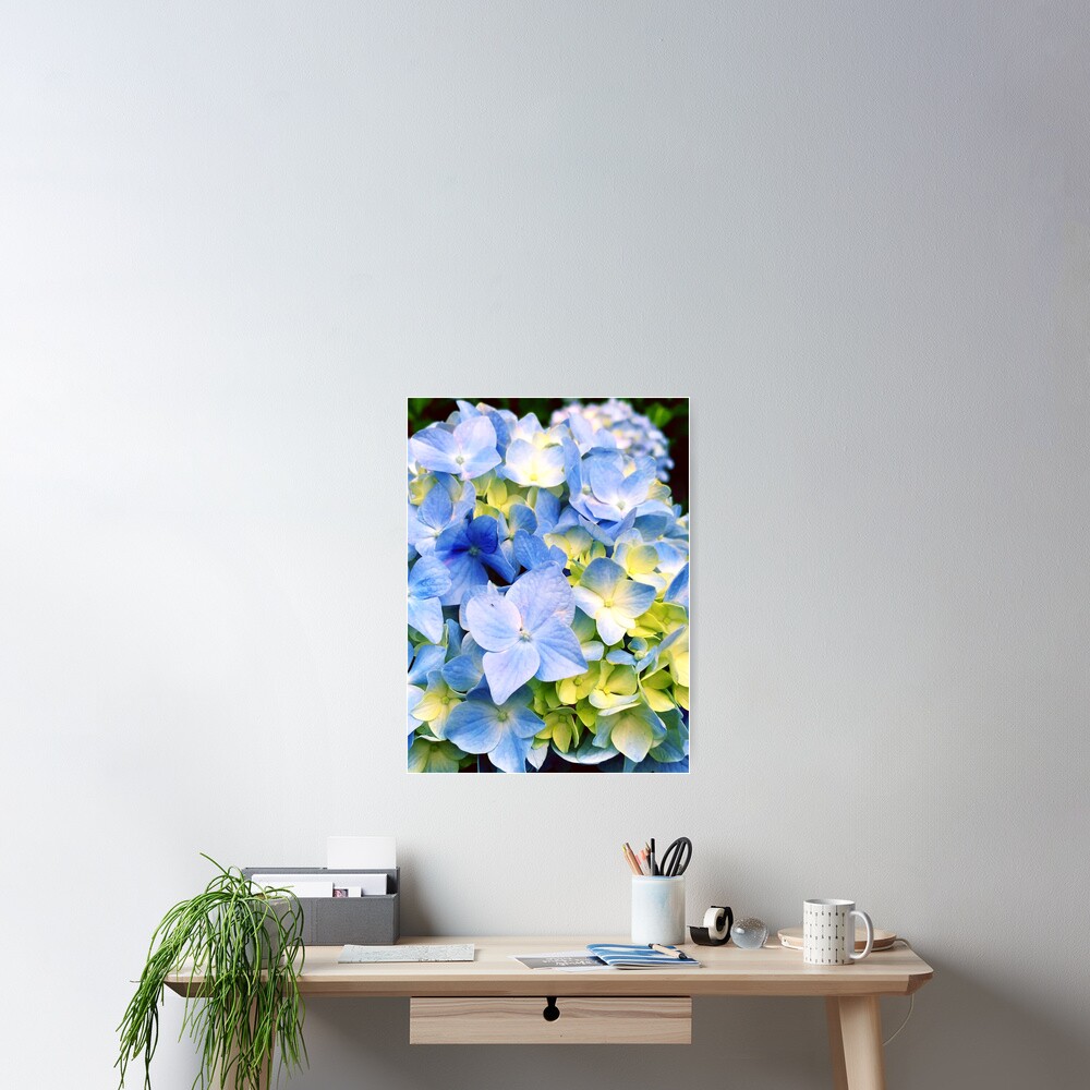 Gardener Gift - Blue Hydrangeas Poster
