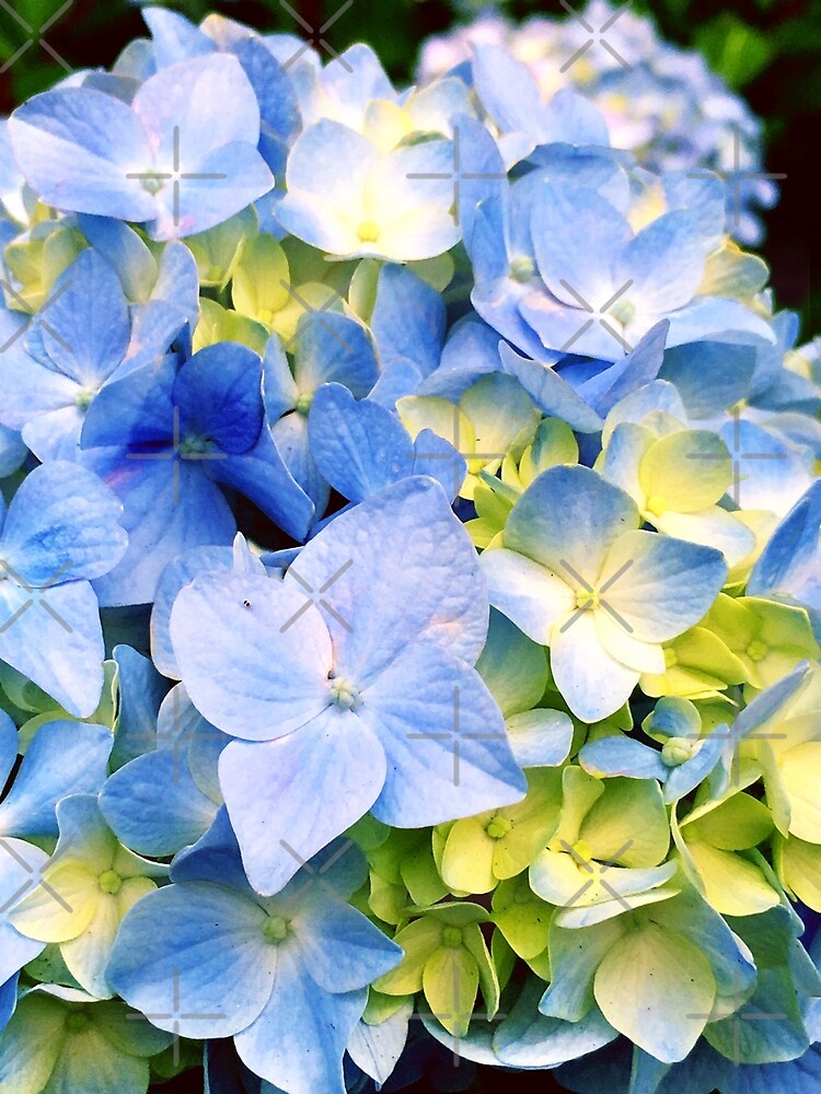 Thumbnail 3 of 3, Poster, Gardener Gift - Blue Hydrangeas designed and sold by OneDayArt.