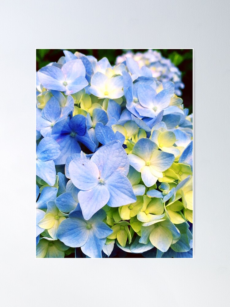Alternate view of Gardener Gift - Blue Hydrangeas Poster