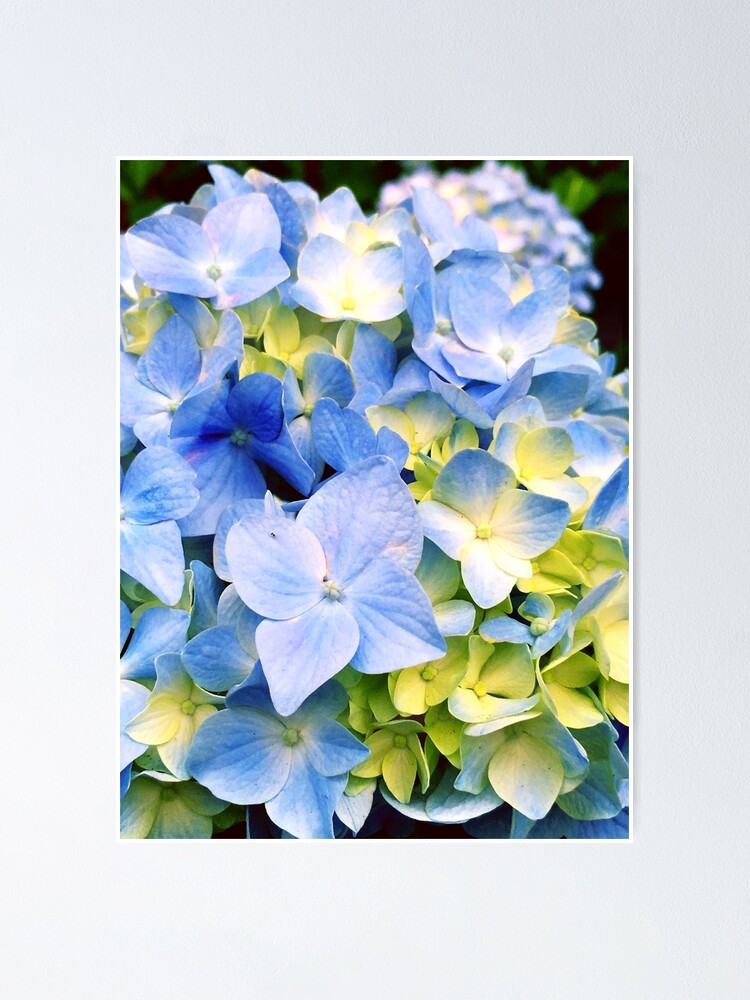 Thumbnail 1 of 3, Poster, Gardener Gift - Blue Hydrangeas designed and sold by OneDayArt.