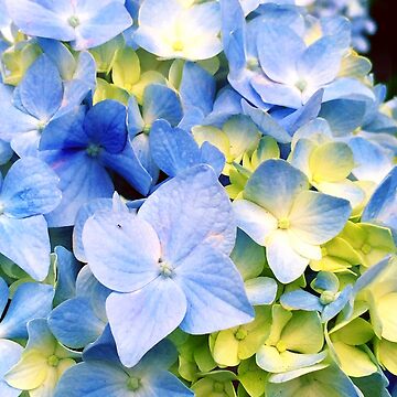Artwork thumbnail, Gardener Gift - Blue Hydrangeas by OneDayArt