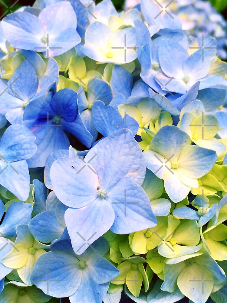 Gardener Gift - Blue Hydrangeas by OneDayArt