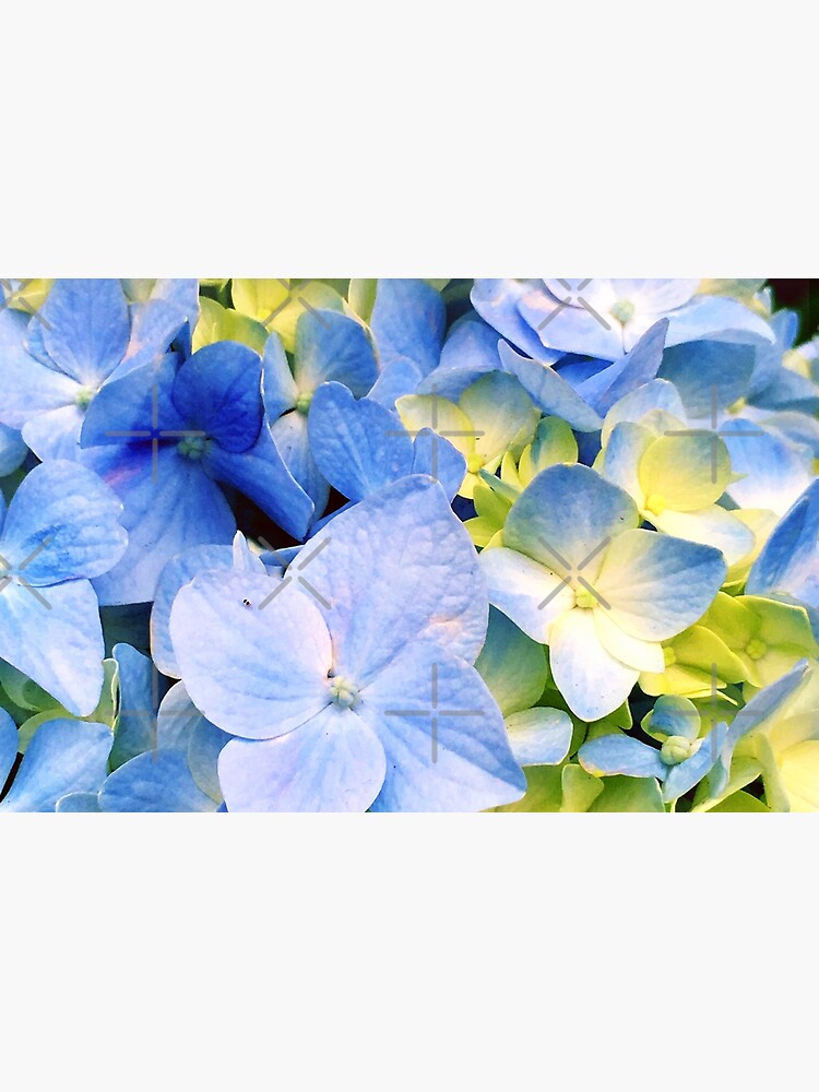 Gardener Gift - Blue Hydrangeas by OneDayArt