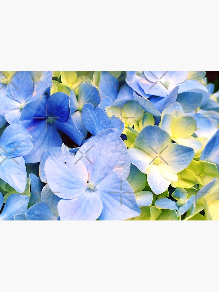 Gardener Gift - Blue Hydrangeas by OneDayArt