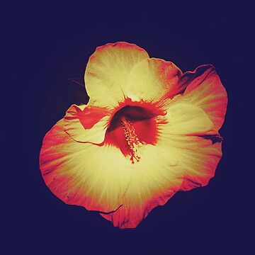 Artwork thumbnail, Floral Gift - Single Hibiscus Black Orange and Beige Design by OneDayArt