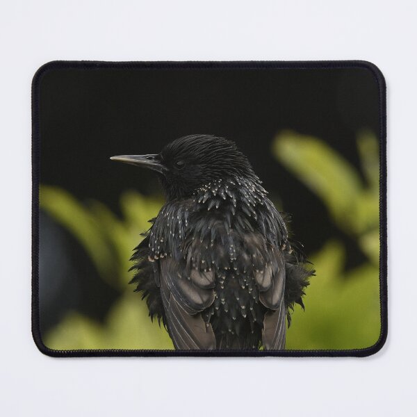 Item preview, Windblown Starling designed and sold by rwhooster.