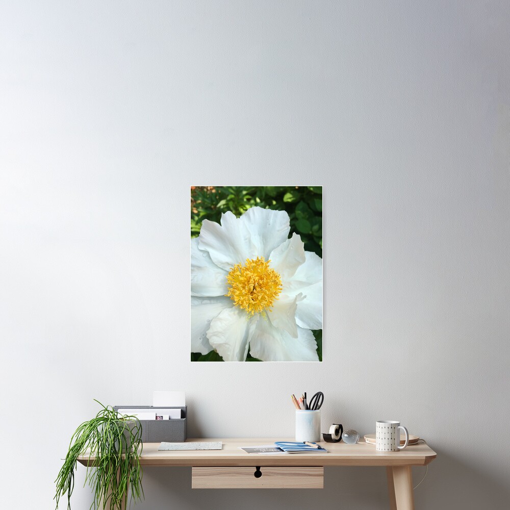 Floral Gift - Chinese Peony Photography - Gardening Present Poster