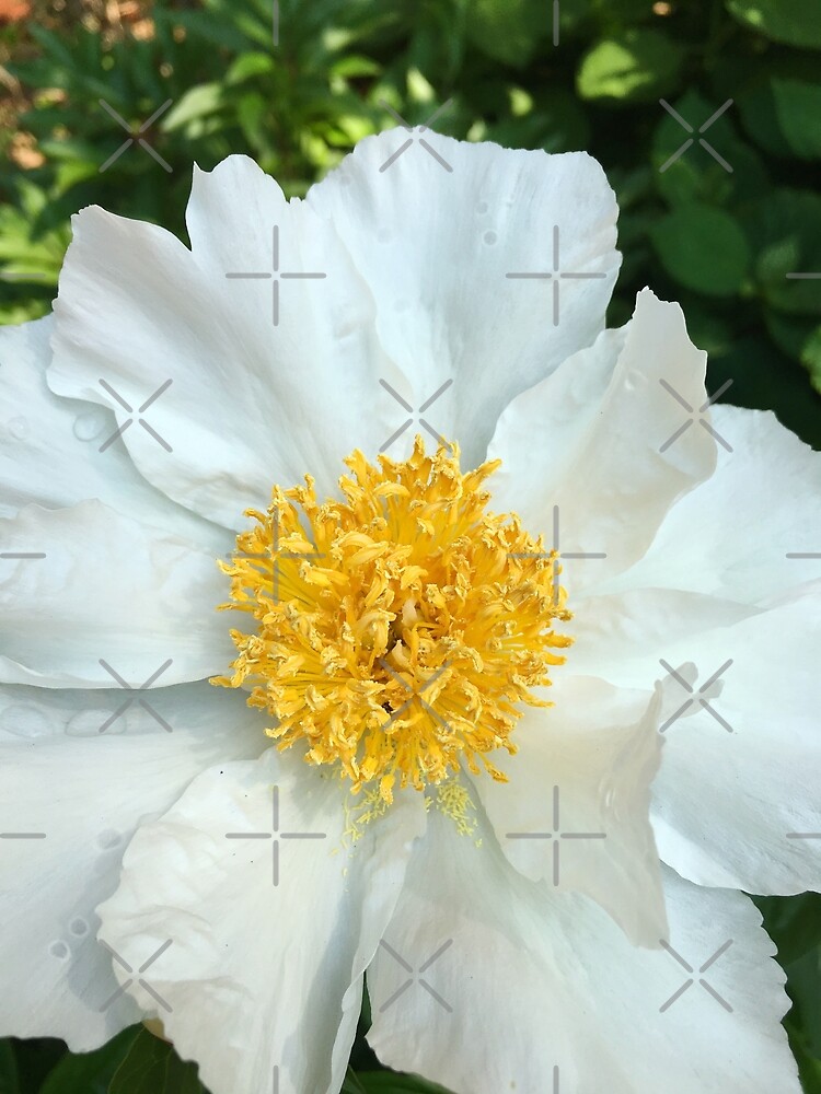 Floral Gift - Chinese Peony Photography - Gardening Present by OneDayArt