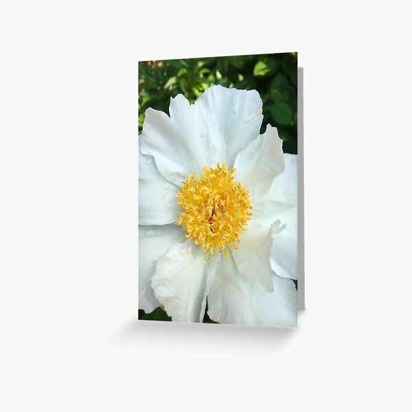 Floral Gift - Chinese Peony Photography - Gardening Present Greeting Card