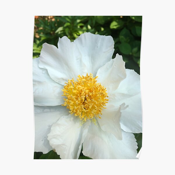 Floral Gift - Chinese Peony Photography - Gardening Present Poster