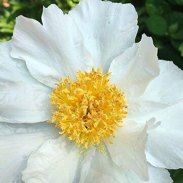 Artwork thumbnail, Floral Gift - Chinese Peony Photography - Gardening Present by OneDayArt