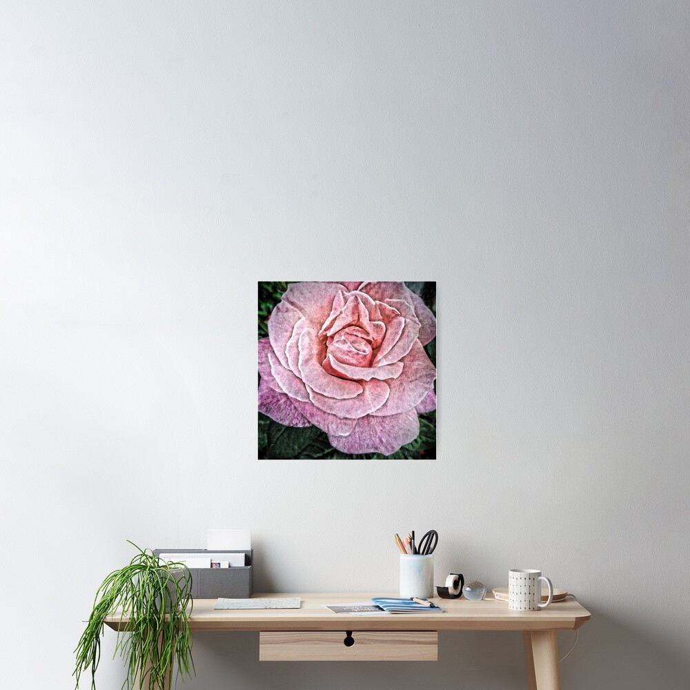 Pink Flower - Cracked Pink Rose Photography - Gift for Grandma Poster