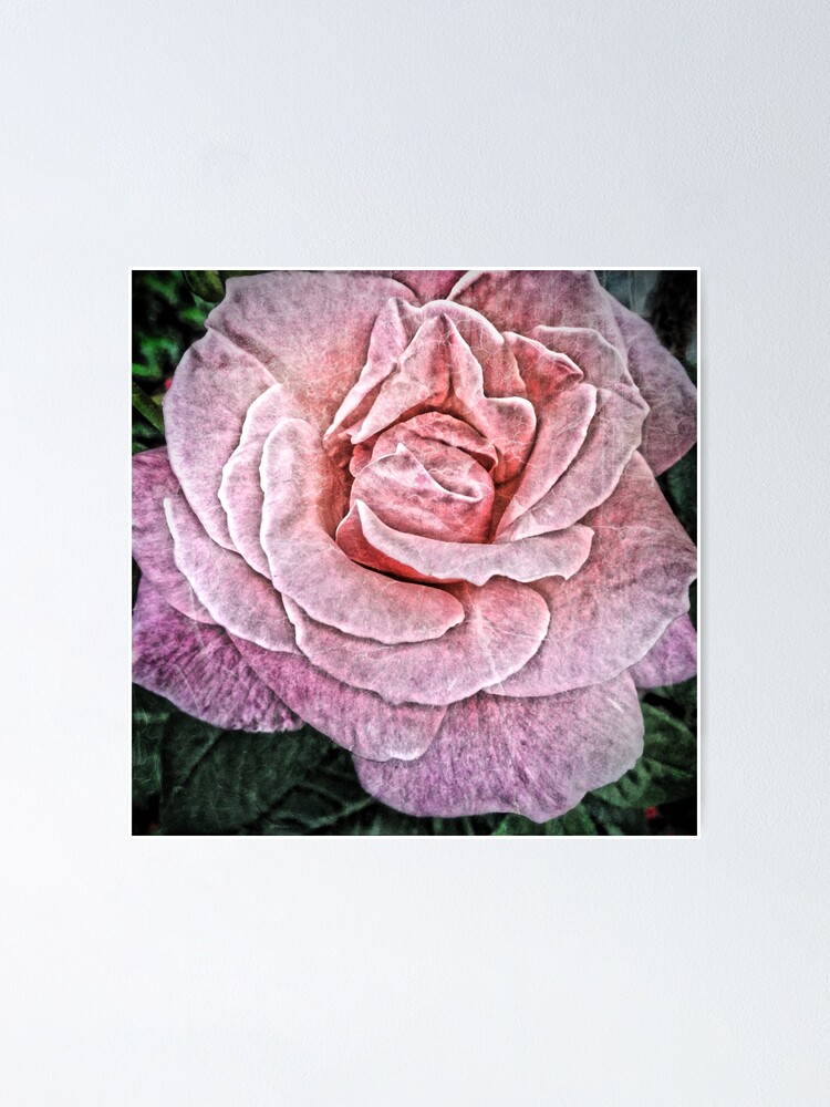 Alternate view of Pink Flower - Cracked Pink Rose Photography - Gift for Grandma Poster