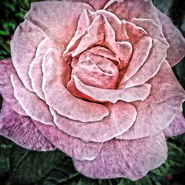 Artwork thumbnail, Pink Flower - Cracked Pink Rose Photography - Gift for Grandma by OneDayArt