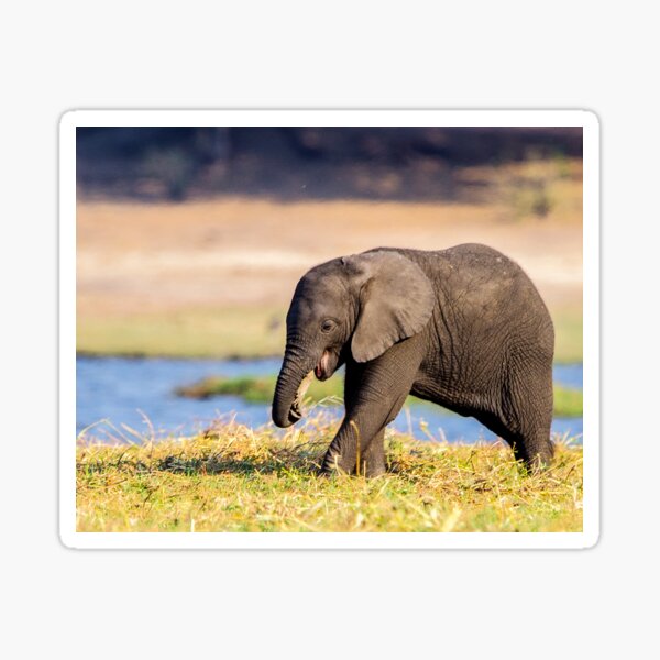 Vista previa del artículo con la obra «Elefante bebé, temprano en la mañana, río Chobe.», diseñado y vendido por Jensphotos.