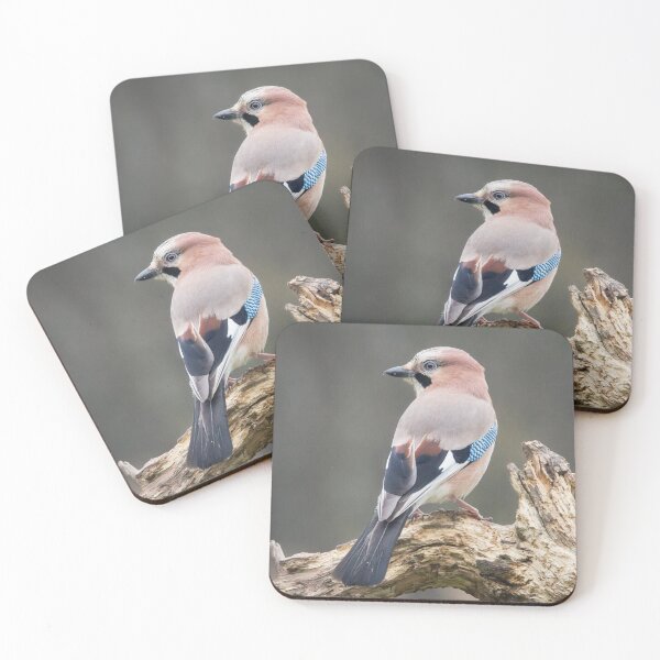 Eurasian Jay #1 Coasters (Set of 4)
