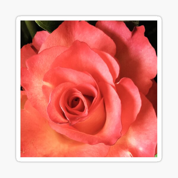 Item preview, Beautiful peach Rose designed and sold by Bumpulous.