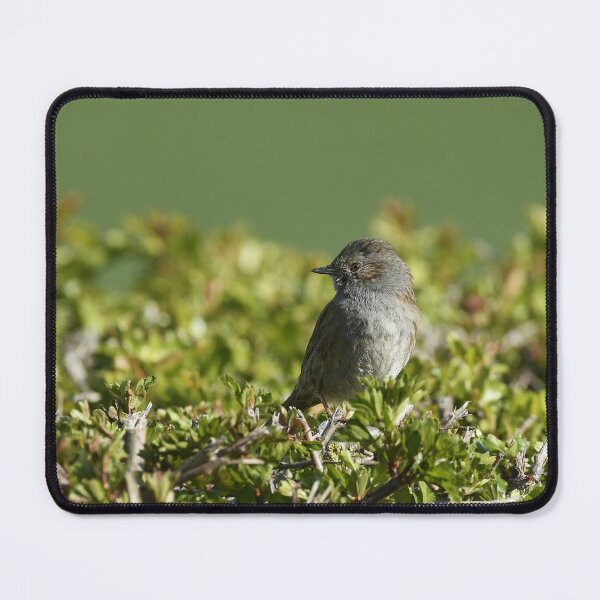Item preview, Dunnock on a Hedge designed and sold by rwhooster.