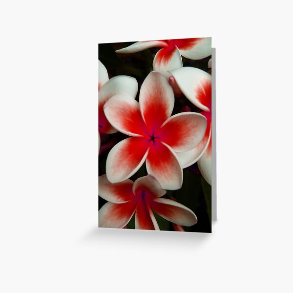 Frangipani Red Greeting Card