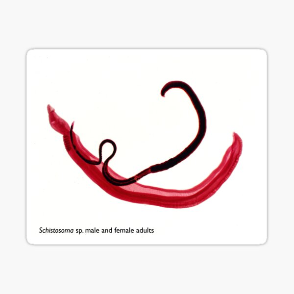 Schistosoma couple new Sticker