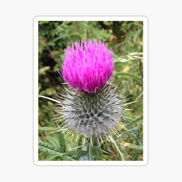 Item preview, I love Scotland. designed and sold by JPOempathy.
