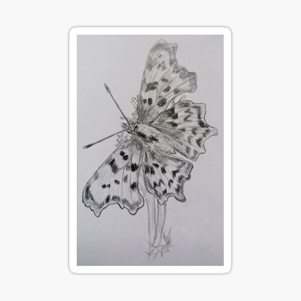 "Butterfly drawing " Sticker for Sale by JullieCurran Redbubble