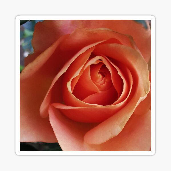 Item preview, Beautiful peach Rose designed and sold by Bumpulous.