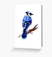 Watercolor blue jay Greeting Card