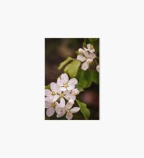 Apple blossoms Art Board