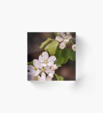 Apple blossoms Acrylic Block