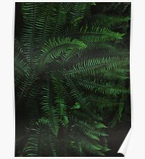 Fern Life Poster