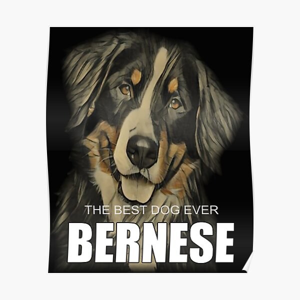 Berner Sennenhund Hunderasse Charakter Wesen Blechschild Poster Plakat A0436 