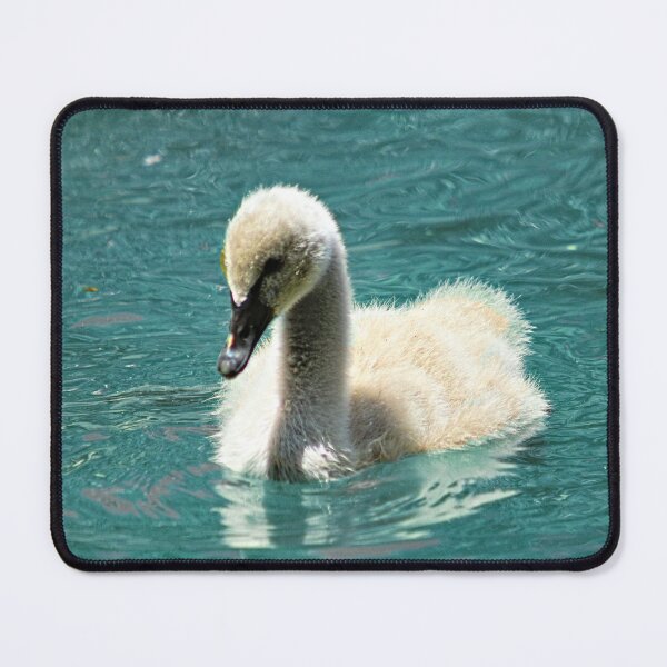 Item preview, Black Swan Cygnet Swimming Portrait designed and sold by Anna Lemos.