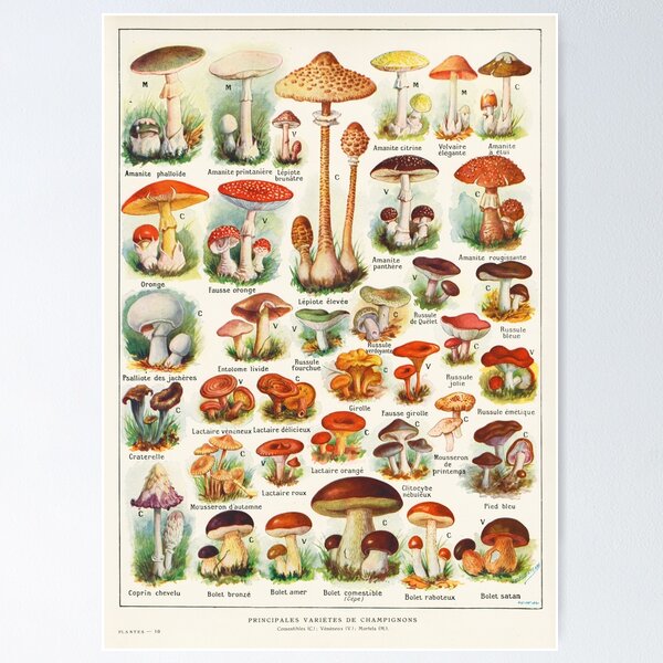 Item preview, Mushroom illustration Larousse - French vintage poster designed and sold by DejaVuStudio.