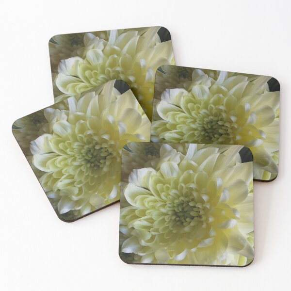 Item preview, Beautiful cream Chrysanthemum  designed and sold by Bumpulous.
