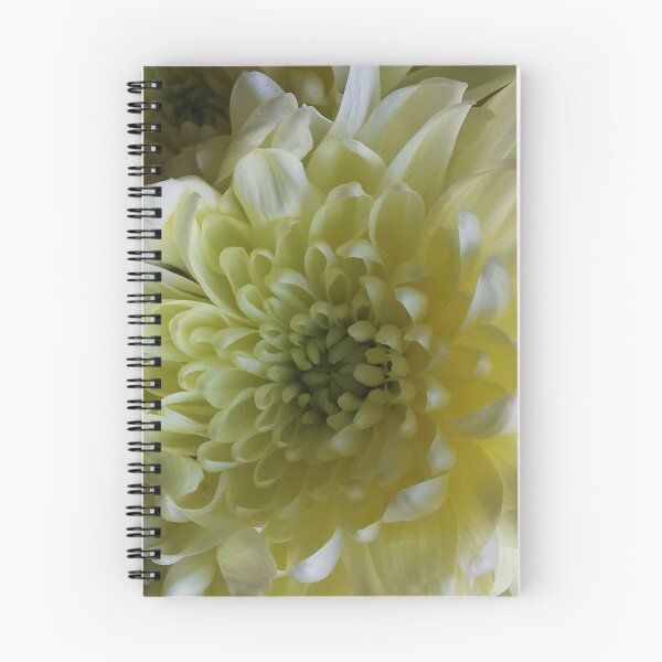 Item preview, Beautiful cream Chrysanthemum  designed and sold by Bumpulous.