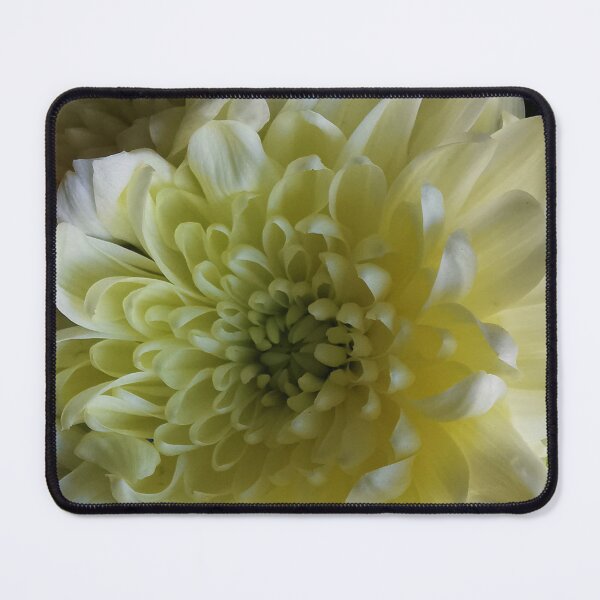 Item preview, Beautiful cream Chrysanthemum designed and sold by Bumpulous.