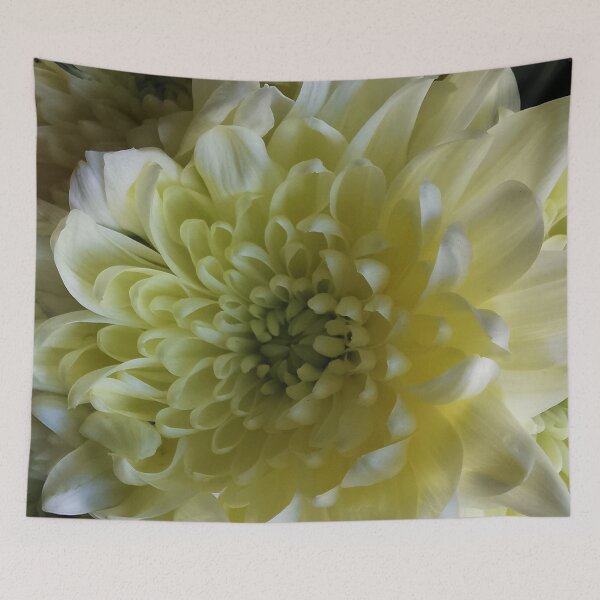 Item preview, Beautiful cream Chrysanthemum  designed and sold by Bumpulous.