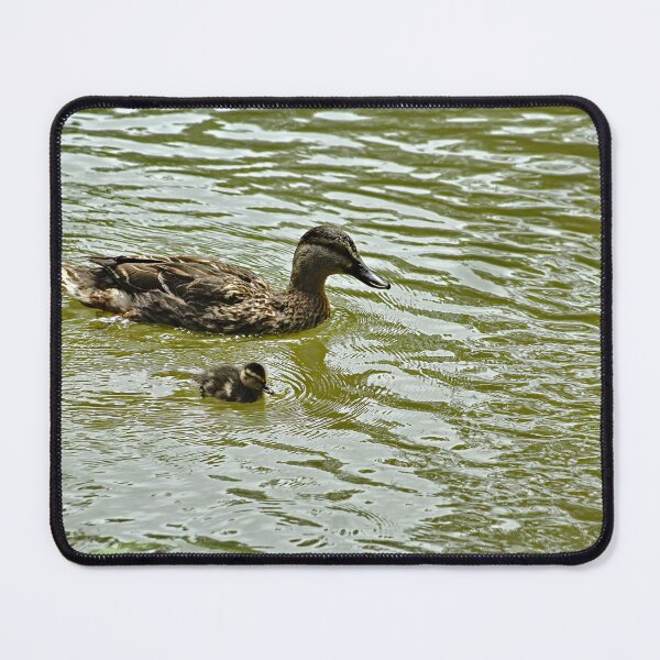 Item preview, Mallard Duck Mother and Duckling Swimming designed and sold by Anna Lemos.
