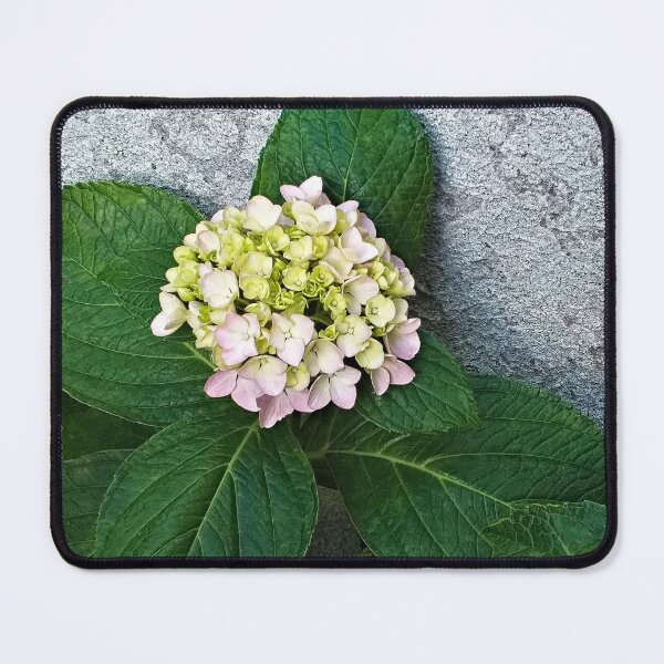 Item preview, Hydrangea Flower Flowering Garden Plant designed and sold by Anna Lemos.