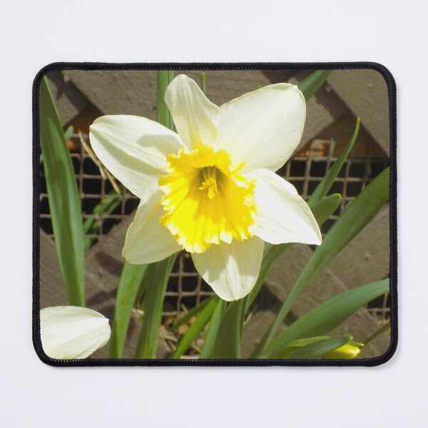 Item preview, Daffodil! designed and sold by maxhudsonphoto.