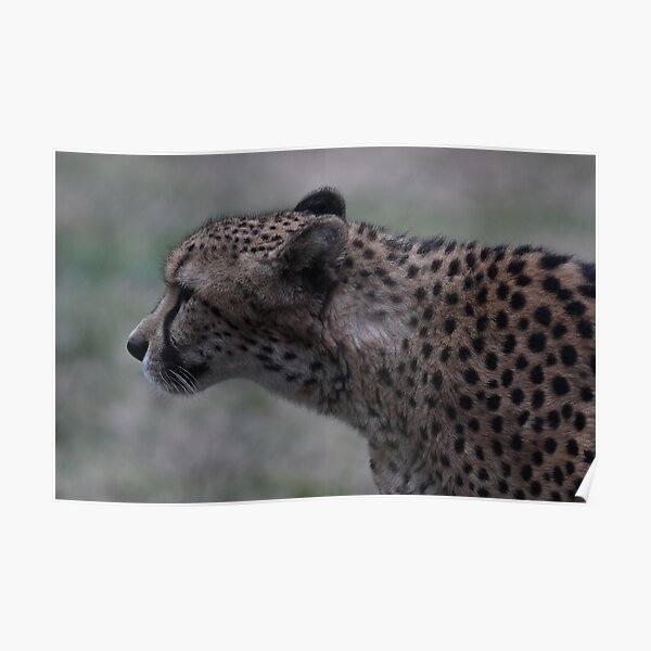 &ldquo;Cheetah Profile&rdquo; Poster for Sale by KimPruim22 | Redbubble
