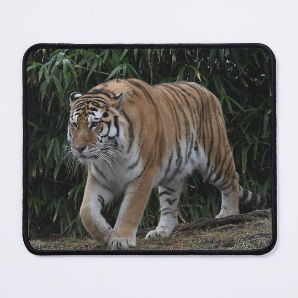 Item preview, Tiger On The Move designed and sold by Kim Pruim.