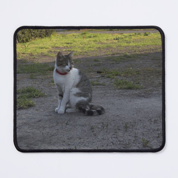 Item preview, Tender kitten posing designed and sold by MAGU-PHOTOGRAPH.
