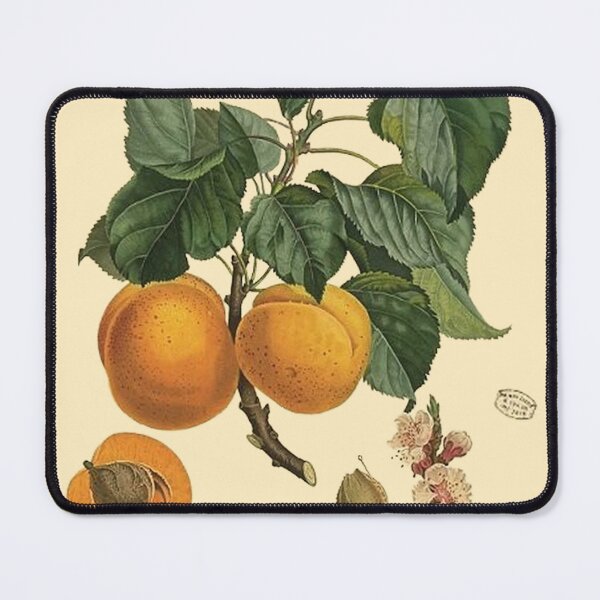 Item preview, Apricot-peach vintage botanical illustration designed and sold by anthologies.