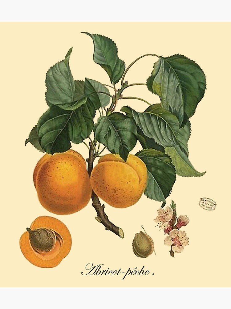 "Apricotpeach vintage botanical illustration" Poster for Sale by