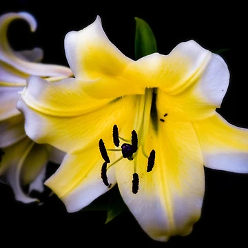 Artwork thumbnail, Yellow Rockets by ChicksPhoto