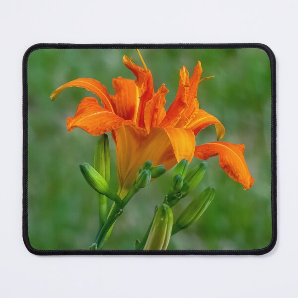 Item preview, Backyard Beauty designed and sold by Lanis Rossi.