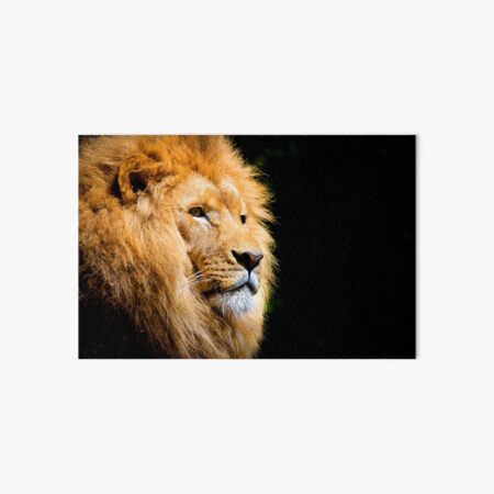 Item preview, ANIMALS #50 - Majestic Male Lion designed and sold by DEL-Productions.