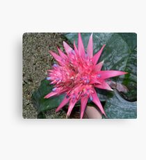 Spike Canvas Print
